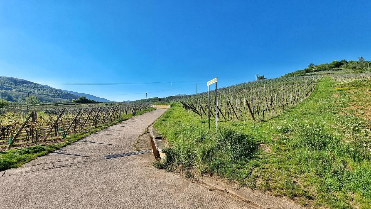 Aux Pieds Des Vignes Daire Bergheim Dış mekan fotoğraf